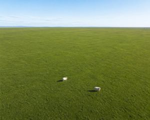 Aerial View of Vast Grassy Plain with Two Sheep