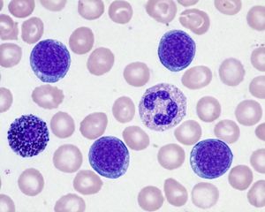 Biological Specimen Microscopy Prompt