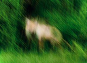 Blurred Deer in Green Forest