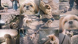 Cherry Blossom Shih Tzu Photo Collage