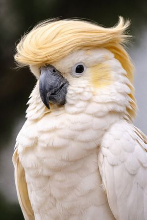 Cockatoo with a Comb-Over