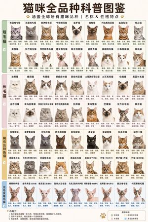 Comprehensive Cat Breed Infographic
