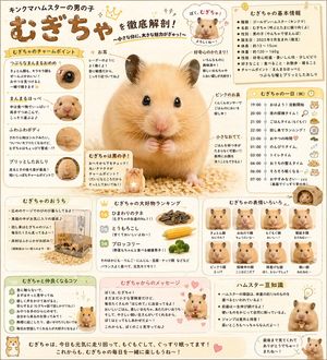 Cute Japanese Hamster Infographic