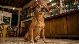 Dog in Leather Cangaceiro Hat at a Bar