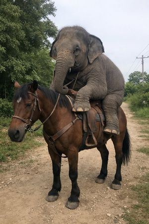 Elephant Riding a Horse