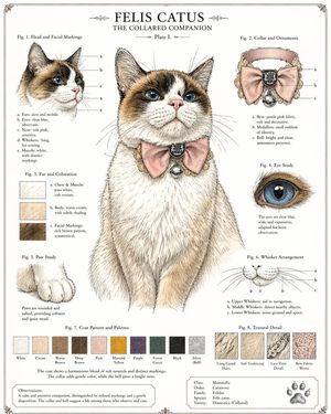 Vintage Cat Natural History Plate